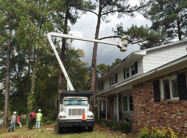 Best Commercial Tree Services  in Savanna, IL