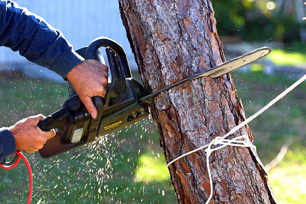 Reliable Savanna, IL Tree Care Solutions