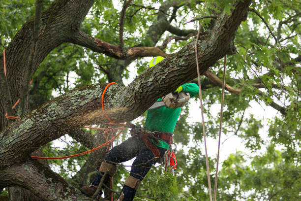  Savanna, IL Tree Care Pros